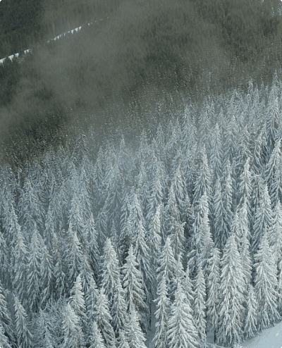 /images/forest_snow.png